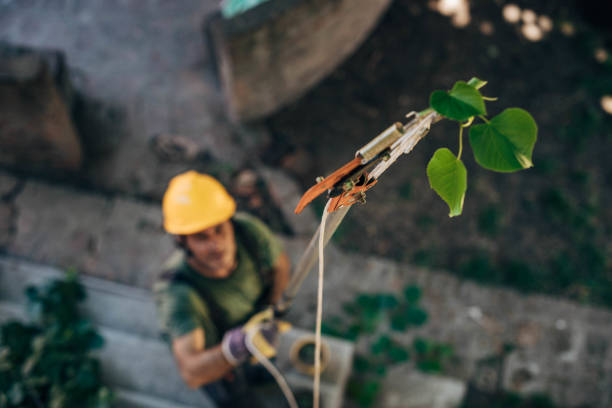 Tree and Shrub Care in Oxford, MS