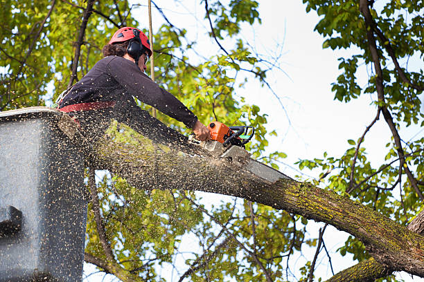 Best Tree Mulching Services  in Oxford, MS